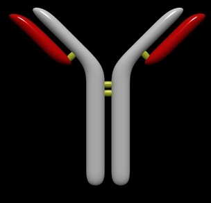 heavy and light chains in antibodies