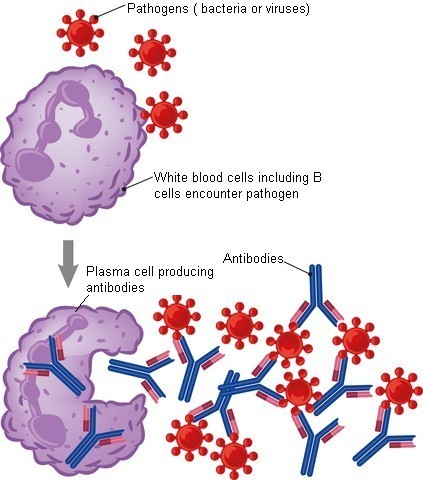 Normal plasma cells, B cells and antibodies
